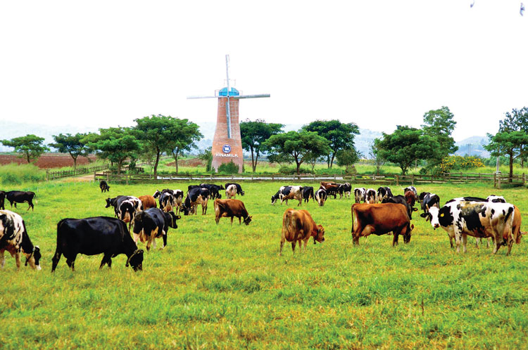 Đất đai rộng lớn màu mỡ, khí hậu ôn hòa của Lâm Đồng đã giúp trang trại này có những cánh đồng ngô, đồng cỏ xanh tốt, cung cấp nguồn thức ăn chất lượng, dồi dào cho đàn bò. Ảnh: H.My