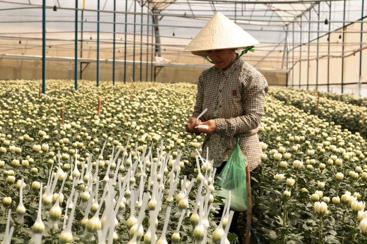 Đầu tư hệ thống nhà kính và tưới tiêu tự động cho 7.000 m2 diện tích trồng hoa, rau, dứa của ông Tuấn. Ảnh: T.Hiền