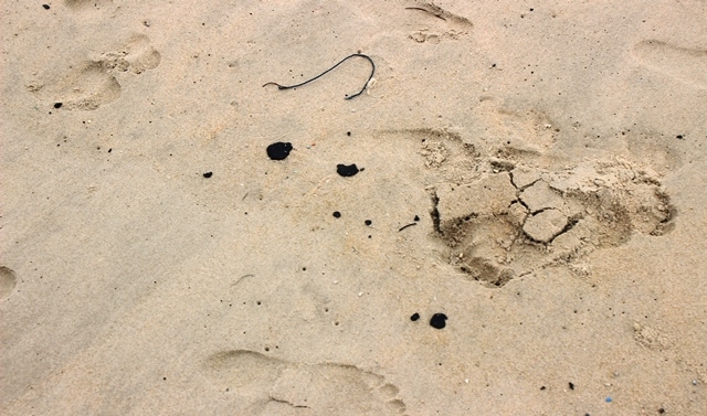 Số dầu hắc màu đen nằm rải rác trên bãi biển Tam Thanh, TP Tam Kỳ