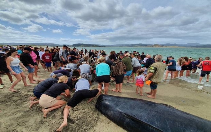 1.000 người đã tới bãi biển để hỗ trợ các nỗ lực giải cứu