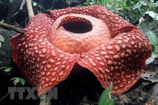&quot;Hoa thối&quot; Rafflesia tuan-mudae lớn nhất thế giới nở rộ tại Indonesia