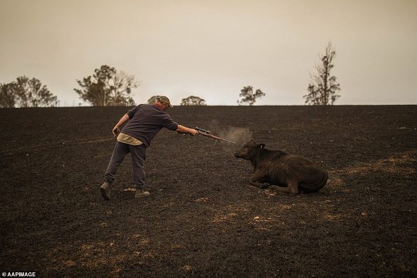 Nông dân Steve Shipton phải tự tay kết thúc nỗi thống khổ của đàn gia súc bị bỏng nặng vì cháy rừng của ông