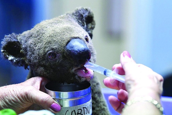 Một chú koala được chữa trị và chăm sóc tại bệnh viện koala ở New South Wales, Úc