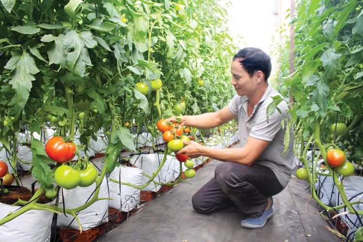 Anh Hoàng Thanh Sơn (thôn Gần Reo, xã Liên Hiệp) bên vườn cà chua trĩu quả