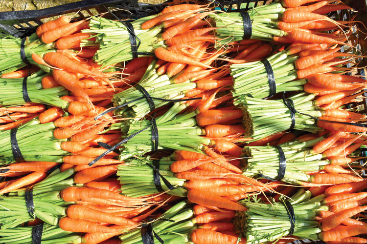 Sản phẩm cà rốt đạt tiêu chuẩn chất lượng sạch GlobalGAP vừa thu hoạch tại trang trại Đà Lạt GAP