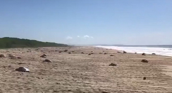 'Thủy triều đỏ' khiến hàng trăm con rùa xanh quý hiếm chết ở Mexico