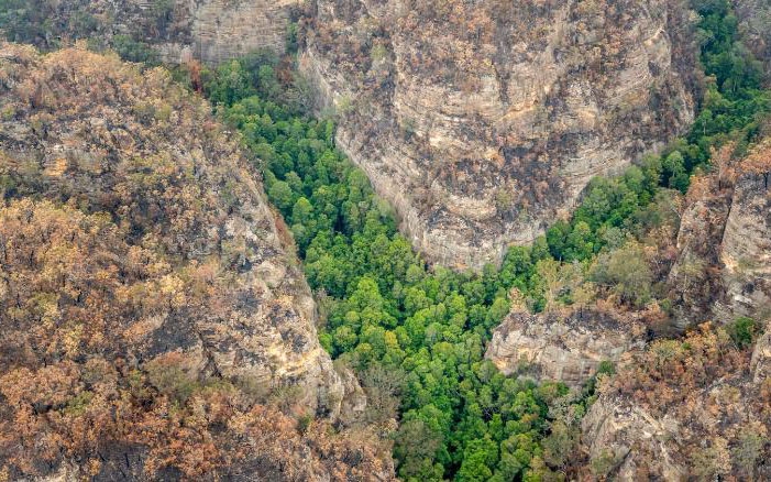 Chỉ còn chưa đến 200 cây thông Wollemi tồn tại hoang dã ở hẻm núi thuộc khu vực Di sản thế giới Blue Moutains
