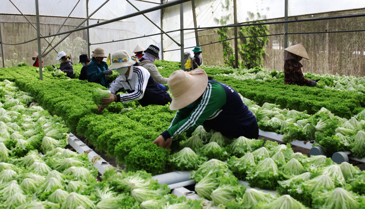 Càng cận tết, nhu cầu sử dụng lao động làm vườn ngày càng lớn, giá nhân công không ngừng tăng từ 300.000 – 500.000 đồng/ ngày
