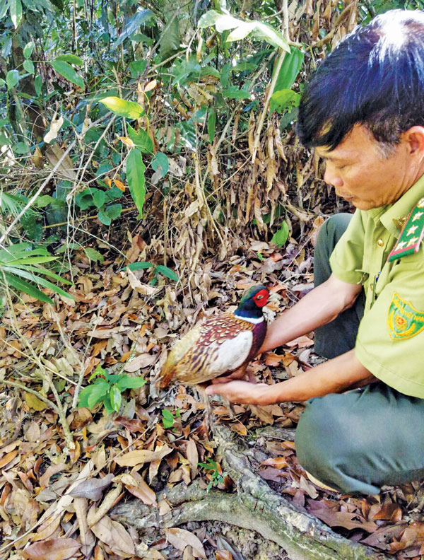 Một cá thể gà sao đỏ được kiểm lâm nhận từ người dân và thả về rừng. Trong ảnh: Ông Phạm Hồng Thái - Trạm trưởng Trạm Gia Viễn - Vườn Quốc gia Cát Tiên (huyện Cát Tiên) đang thả cá thể gà sao đỏ. 