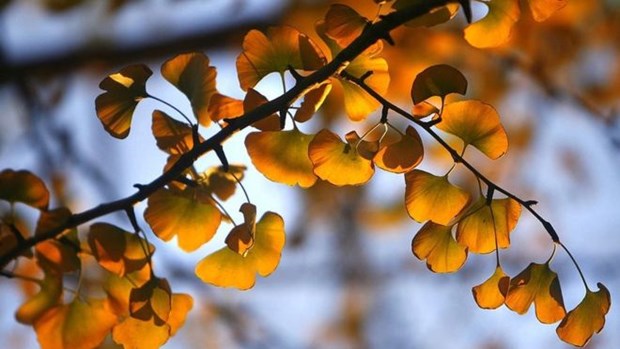 Lá vàng trên cây bạch quả vào mùa Thu
