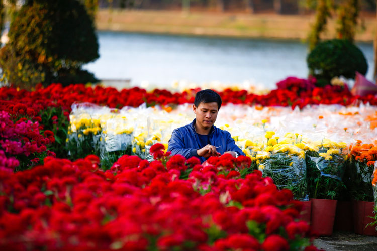 Những mặt hàng hoa chậu các loại có giá từ 100.000 tới 200.000 đồng tràn ngập không gian các cung đường hoa tại TP Đà Lạt