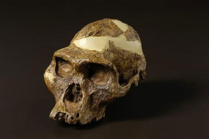 Hộp sọ austrolopiths - (ảnh: BẢO TÀNG AUSTRALIA)