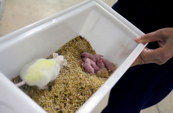 Từng chú chuột Bạch mẹ khi sinh sản sẽ được ở trong lồng riêng với đầy đủ khay thức ăn, bình nước uống và cả đệm bằng vỏ trấu