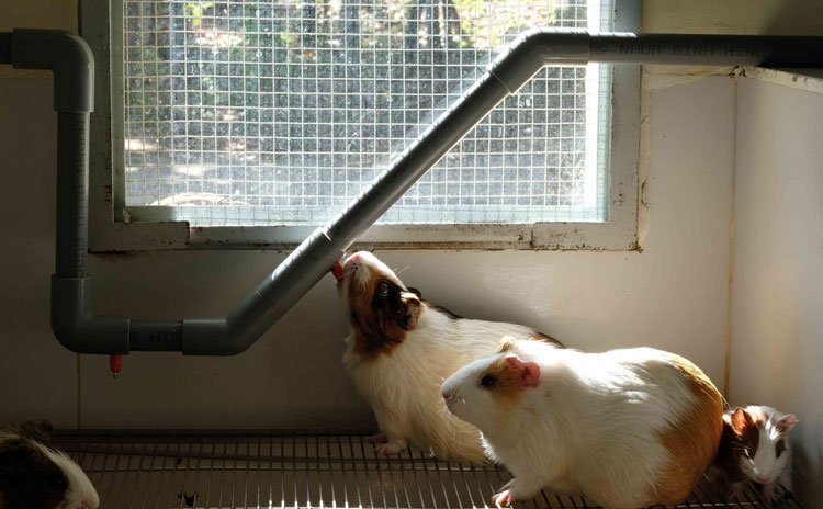 Mỗi chuồng nuôi chuột Lang được thiết kế có hệ thống cung cấp nước uống, cửa sổ kính để chuột sưởi nắng