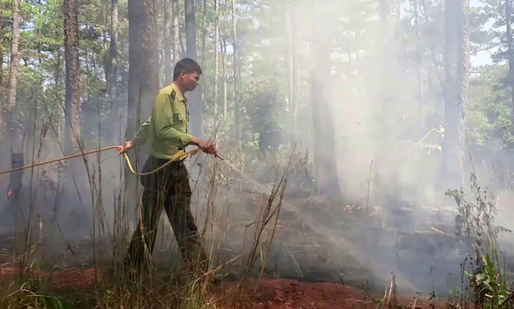 Toàn tỉnh không để xảy ra cháy rừng dịp tết