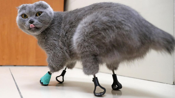 Cô mèo Nga với 4 chân đặc biệt