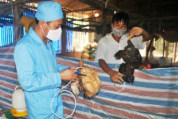 Cán bộ thú y huyện Đạ Tẻh Tiêm vắc xin phòng bệnh cho gia cầm. Ảnh: Khánh Phúc