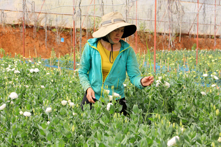 Chị Nguyễn Thị Thanh đang chăm sóc vườn hoa cát tường