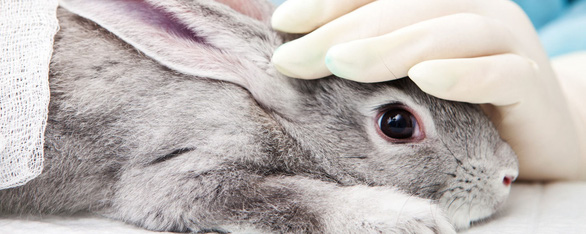 Trong năm 2018, FDA dùng đến 2.000 động vật thí nghiệm