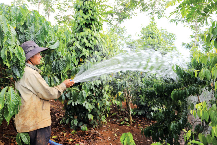 Người dân huyện Bảo Lâm tưới chống hạn cho cây cà phê trong mùa khô năm 2020. Ảnh: Khánh Phúc