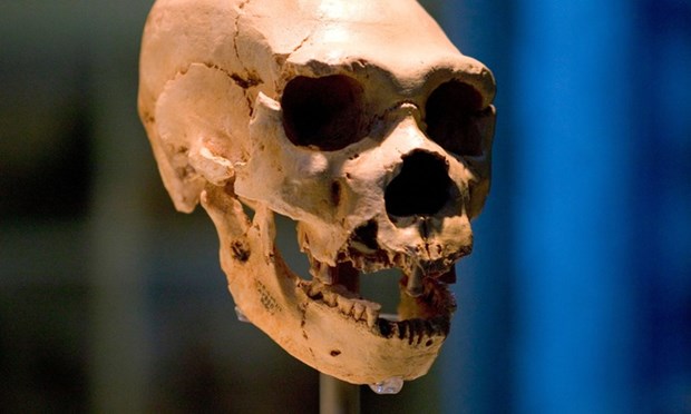 Một hộp sọ của người Homo neanderthalensis