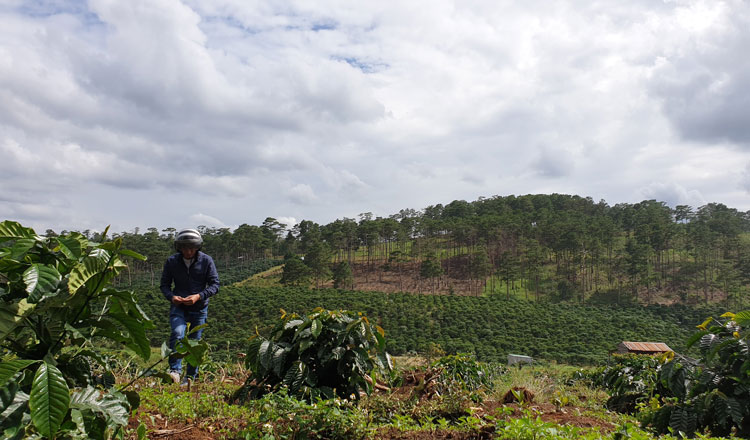 Nhiều diện tích đất rừng 135 ở xã Lộc Phú đã bị lấn chiếm trồng cà phê. Ảnh: Đông Anh