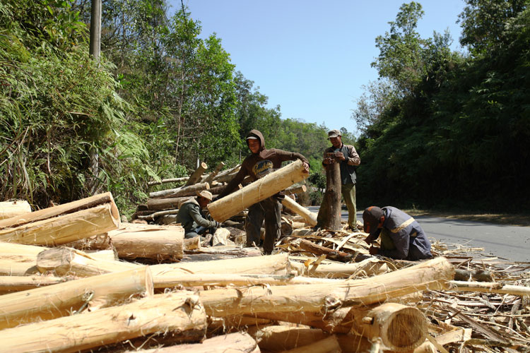 Sau khi khai thác xong, người dân tham gia dự án trồng rừng tại huyện Đam Rông không còn mặn mà trồng mới, bởi hiệu quả kinh tế mang lại thấp