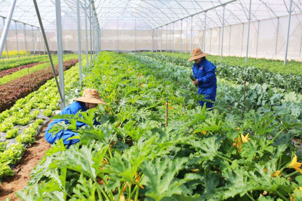Sản xuất rau sạch tại Univer Farm Organics