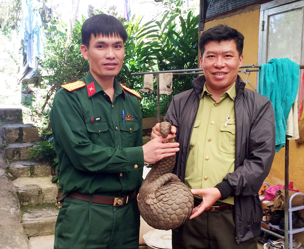 Cá thể Tê tê phát hiện tại Đà Lạt tháng 8/2019 được bàn giao cho Chi cục Kiểm lâm Lâm Đồng để thả về môi trường sống hoang dã
