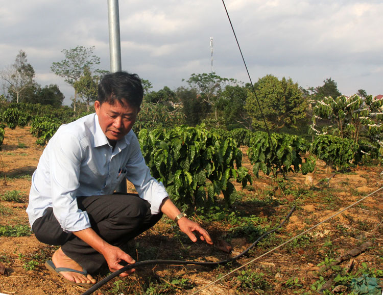 Nông dân Nam Hà áp dụng tưới nhỏ giọt giúp tiết kiệm nước. 