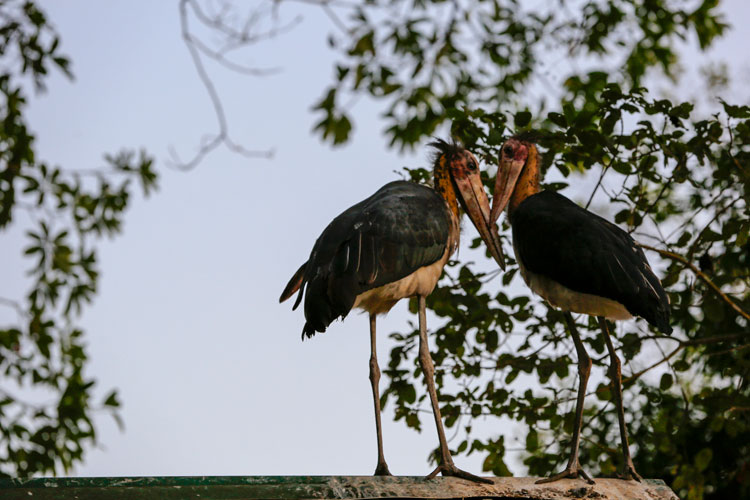 Hai chú chim Già đẫy Java an nhiên ngủ trên mái nhà của Trạm Kiểm lâm Bàu Sấu.