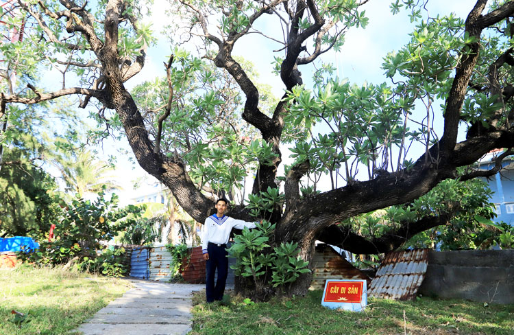 Cây phong ba hơn 300 năm tuổi trên đảo Song Tử Tây, là một trong 4 cây di sản trên quần đảo Trường Sa