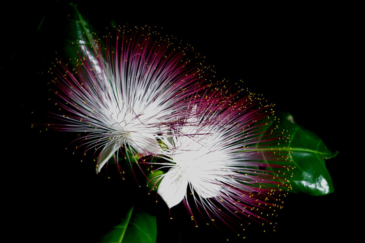 Hoa bàng vuông bung nụ, tỏa ngát hương thơm giữa đêm xuân trên quần đảo Trường Sa