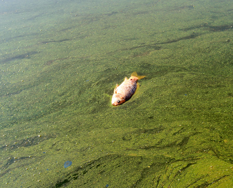Một con cá chép chết, xung quanh là đám tảo lam dày đặc