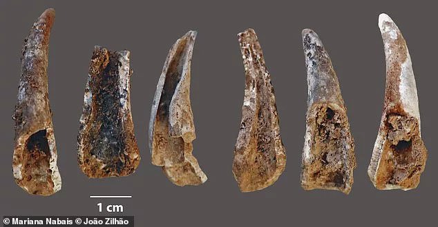 Phần còn lại của bữa ăn giàu hải sản đặc biệt của nhóm Neanderthals ven bển Bồ Đào Nha
