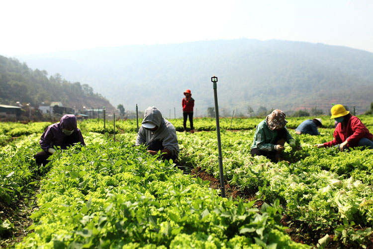Hàng chục các bạn trẻ huyện Đức Trọng đã tham gia thu hoạch nông sản giúp người dân vùng dịch