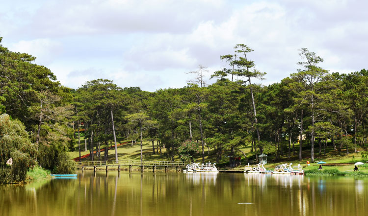 Đến cuối năm 2020, thành phố Đà Lạt phấn đấu nâng độ che phủ rừng lên 51,5%.