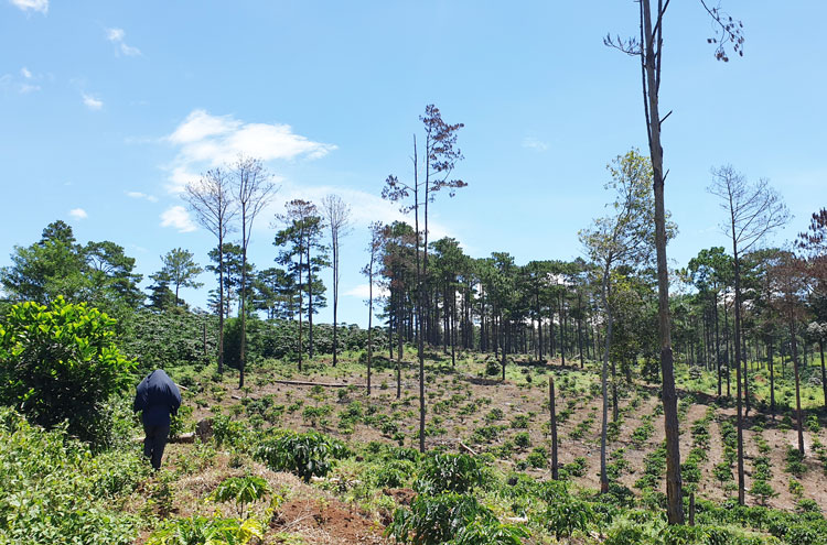 Đất rừng tại Tiểu khu 613 bị “hô biến” thành đất trồng cây nông nghiệp