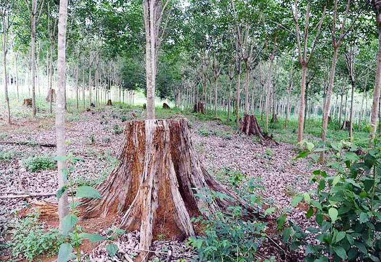 Khởi tố 3 bị can trong vụ khai thác rừng ''nghèo'' trồng cao su