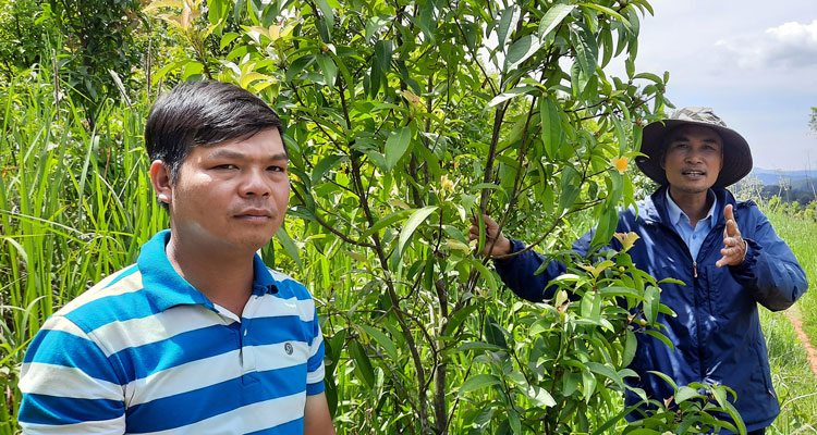 TS Lương Văn Dũng (phải) và anh Lầu Quốc Thưởng bên khu chuyên canh trà mi Thạch Châu