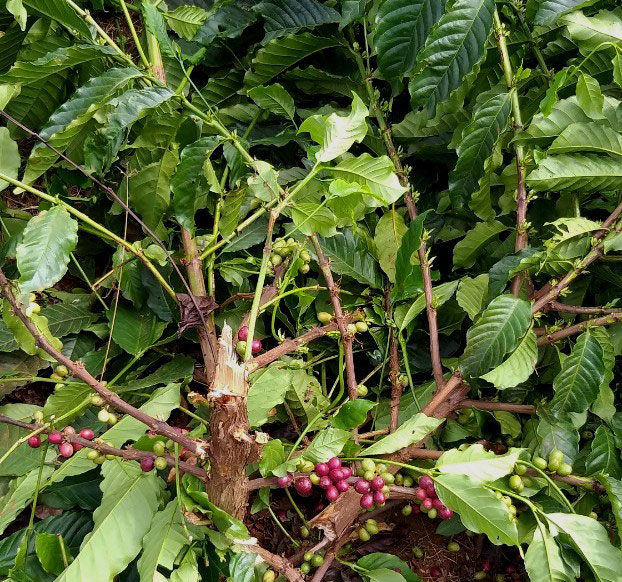 Hơn 110 cây cà phê của gia đình anh Vũ Văn Hải bị chặt sát gốc