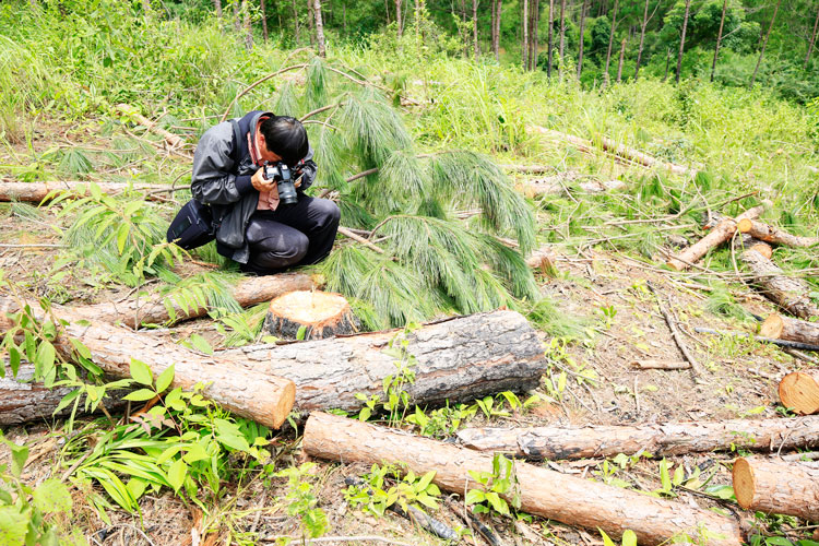 Đức Trọng: Khẩn trương khắc phục tồn tại trong công tác quản lý, bảo vệ rừng
