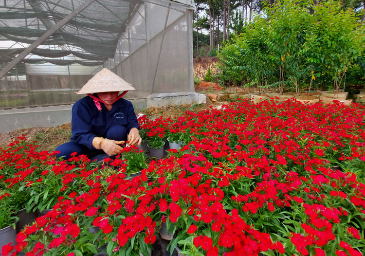 Chị Hà cần mẫn, chăm chỉ chăm sóc hoa, cây xanh, để góp phần tô điểm vẻ đẹp cho thành phố Đà Lạt