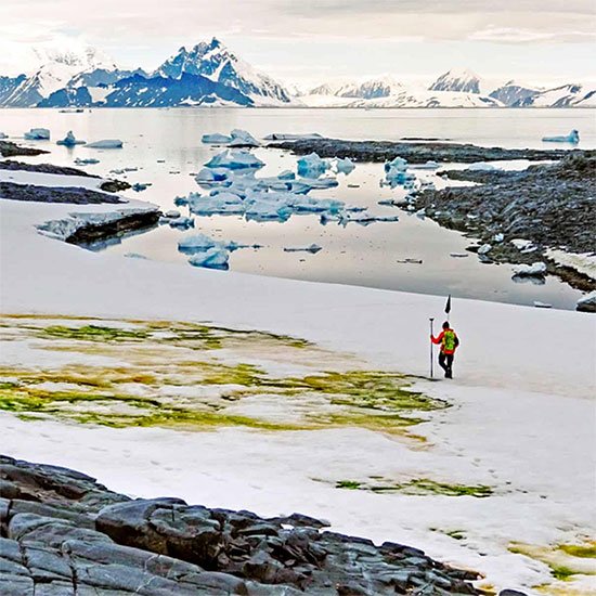 Một khu vực với tuyết chuyển màu xanh do sự phát triển của vi tảo ở Nam Cực.