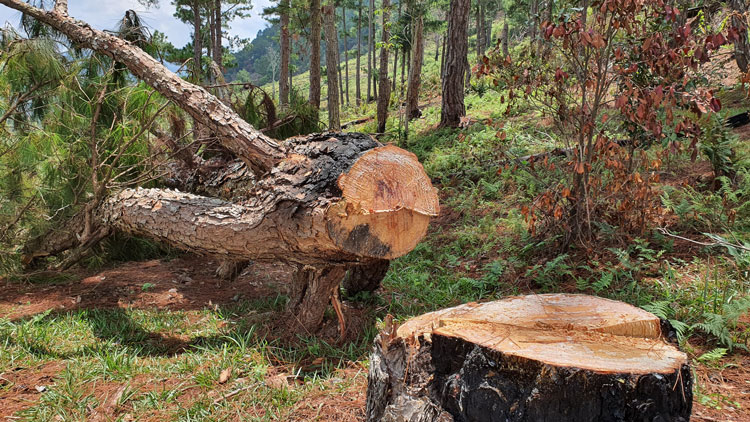Chỉ đạo làm rõ vụ phá rừng ở núi Langbiang