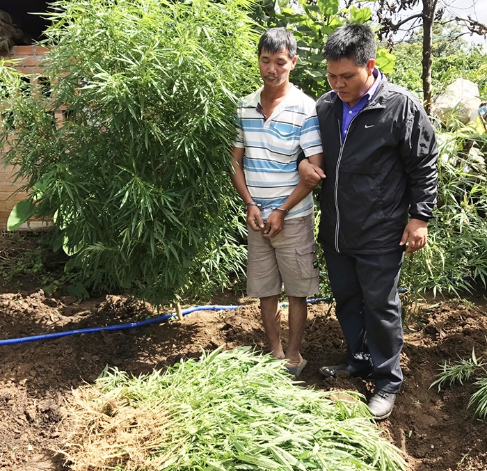 Các chiến sỹ Đội Cảnh sát điều tra tội phạm về ma túy Công an huyện Di Linh bắt giữ đối tượng trồng cây cần sa trái phép