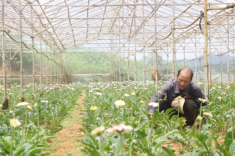 Đồng bào DTTS Lạc Dương sản xuất hoa nhà kính có thu nhập cao