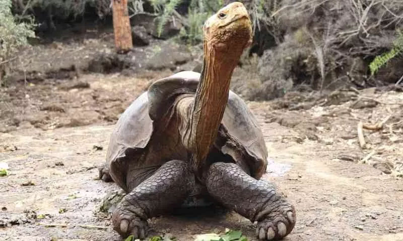 Đưa rùa khổng lồ 100 tuổi trở về đảo Espanola