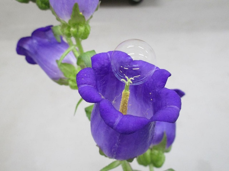Một trong những bong bóng mang phấn hoa trên một bông hoa chuông