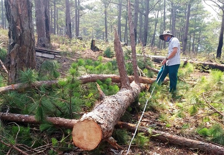 Hiện trường vụ chặt hạ 4 cây thông rừng
